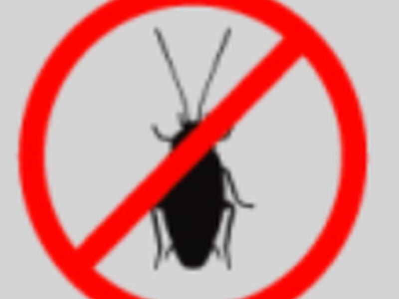 Control Insectos chile