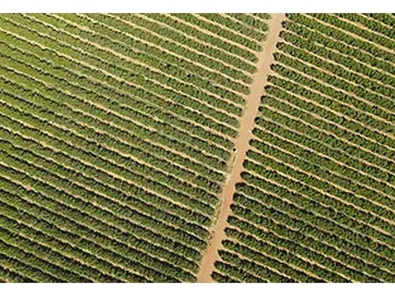 Agricultura Chile