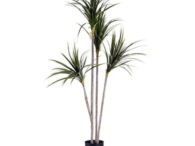 Dracena artificial Chile