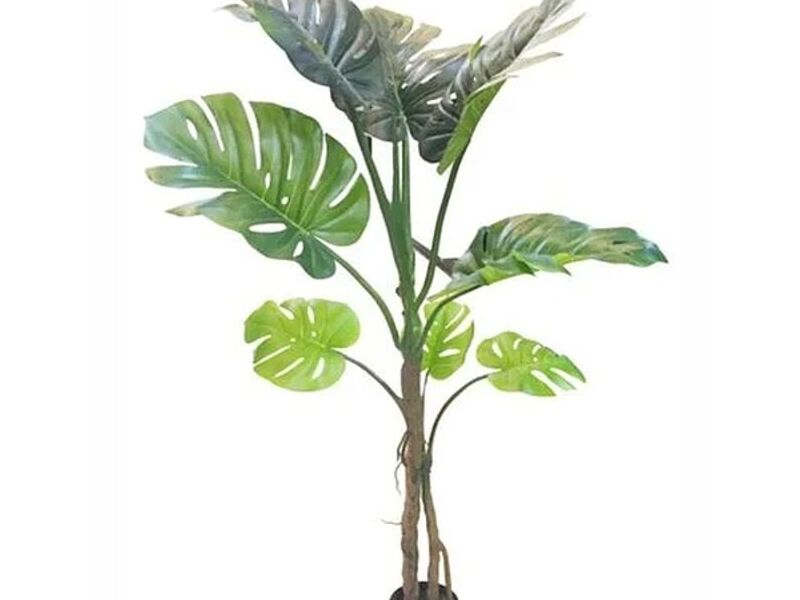 Filodendro Monstera Chile