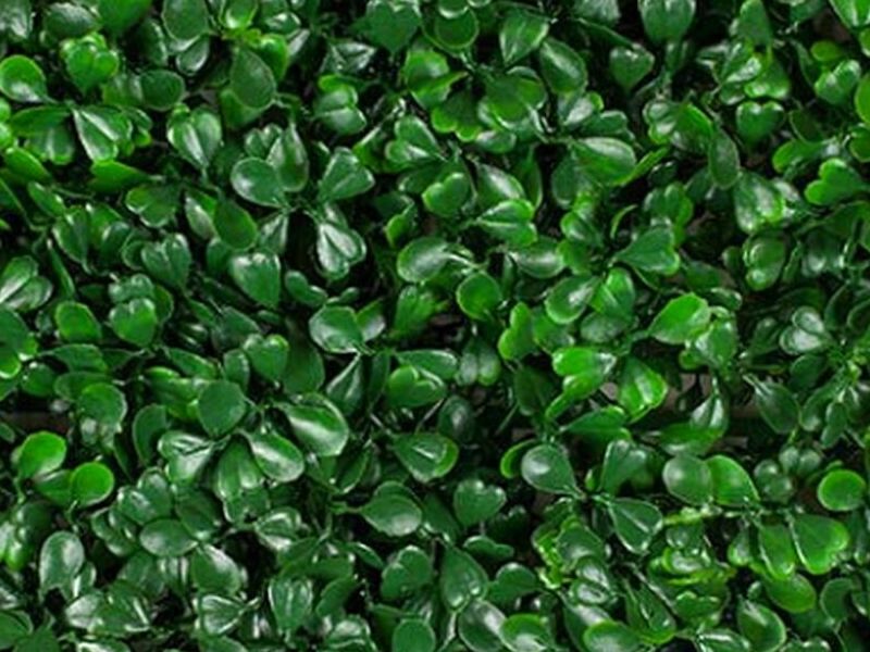 Trébol Verde Chile