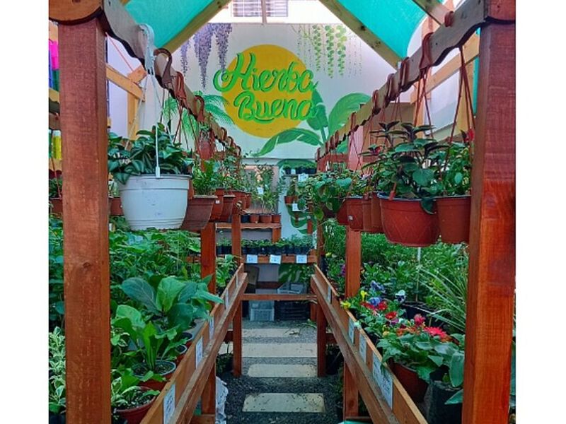 Plantas jardinería Puerto Montt