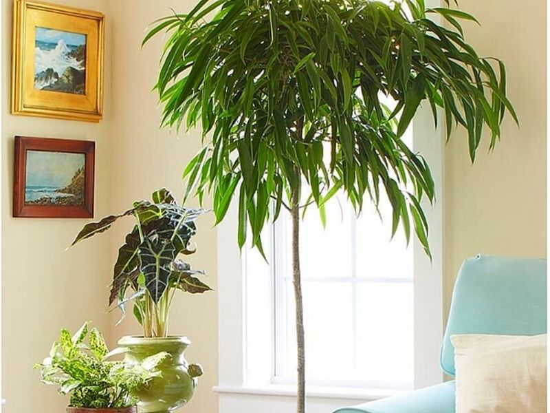 Plantas decoración interiores Puerto Montt