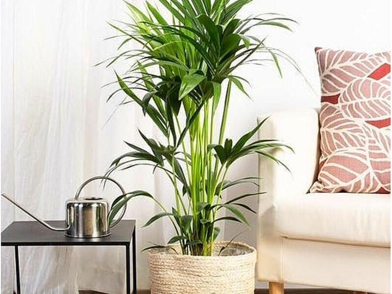 Plantas decoración interiores Punta Arenas