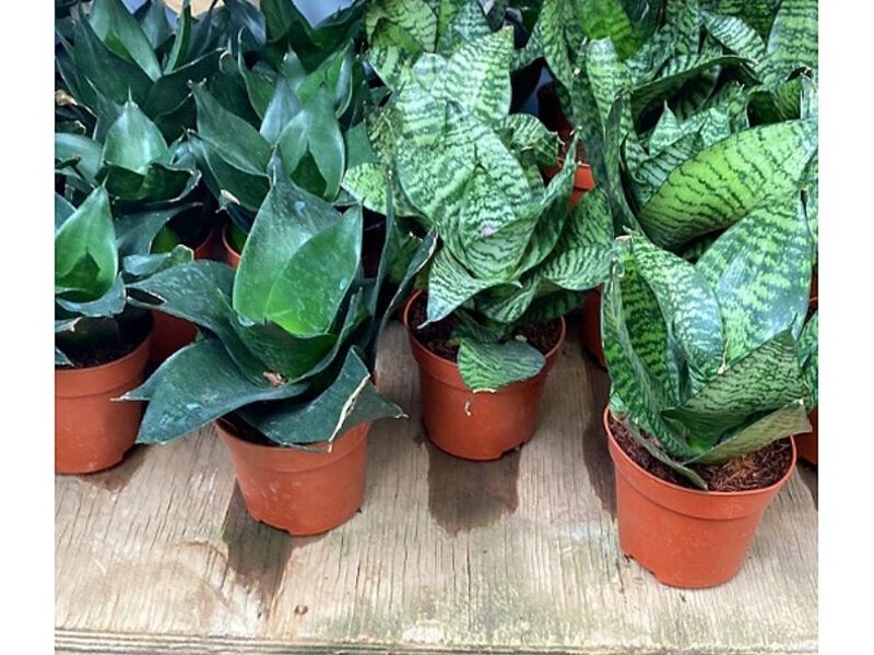 Plantas decoración interiores Puerto Montt