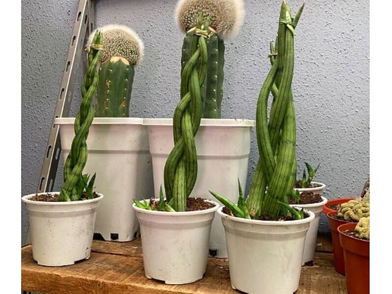 Plantas decoración interiores Punta Arenas