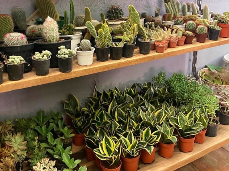 Plantas decoración interiores Antofagasta