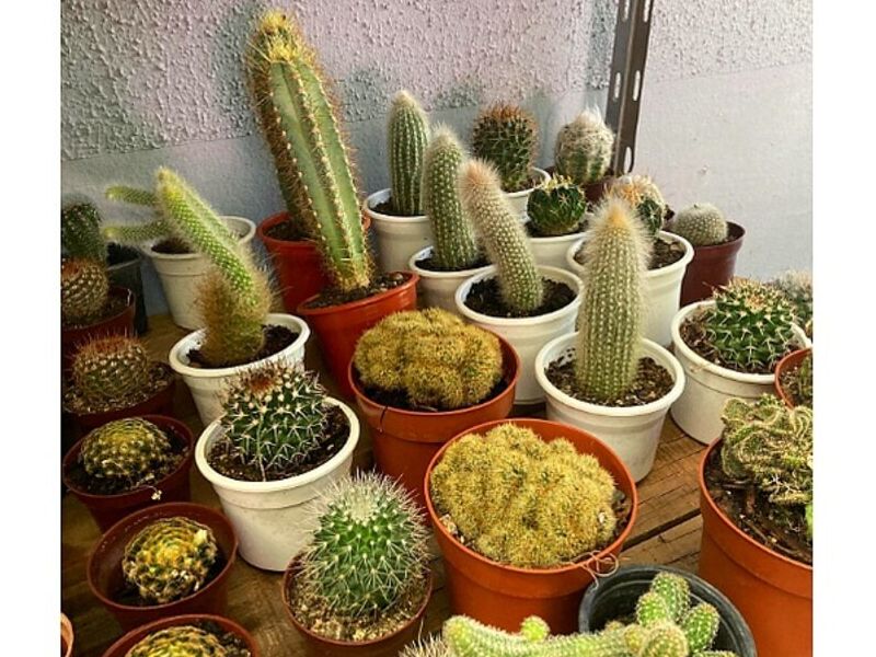 Plantas jardinería Puerto Natales