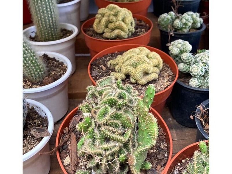 Plantas jardinería Puerto Varas