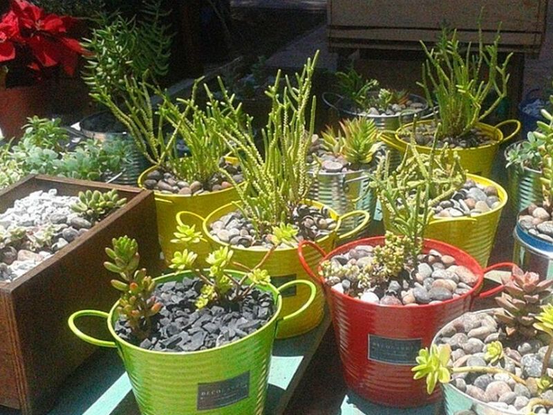 Servicio jardinería Puerto Natales