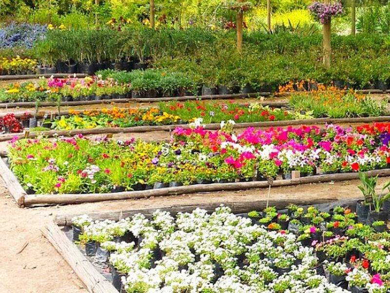 Servicio jardinería Puerto Montt