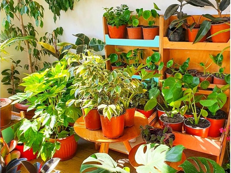 Servicio jardinería Punta Arenas