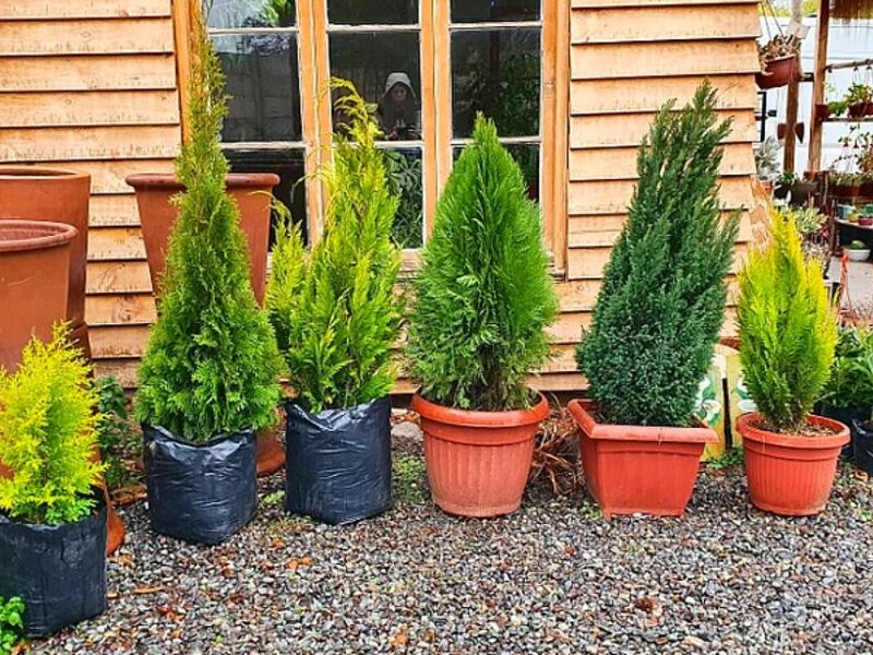 Servicio jardinería Antofagasta