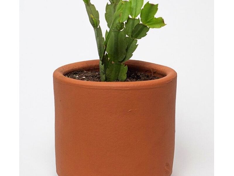 Plantas decoración interiores Antofagasta