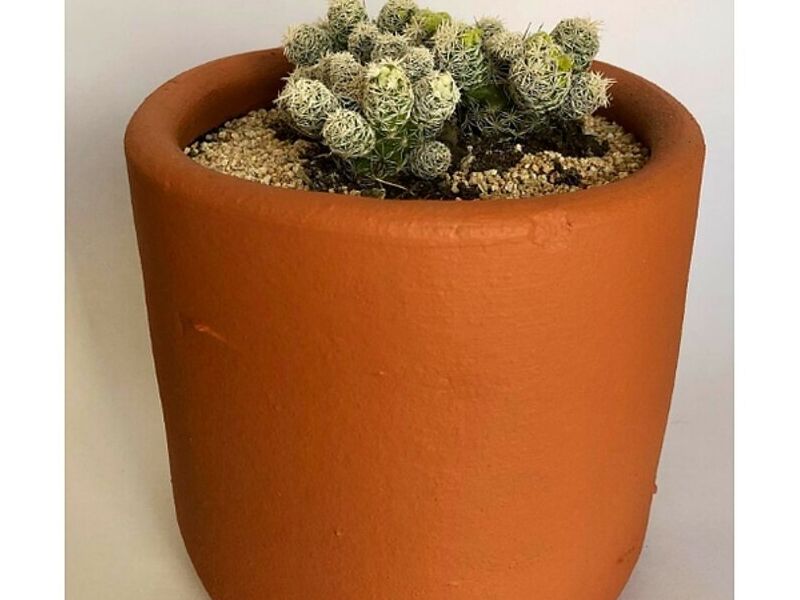 Plantas decoración interiores Arica