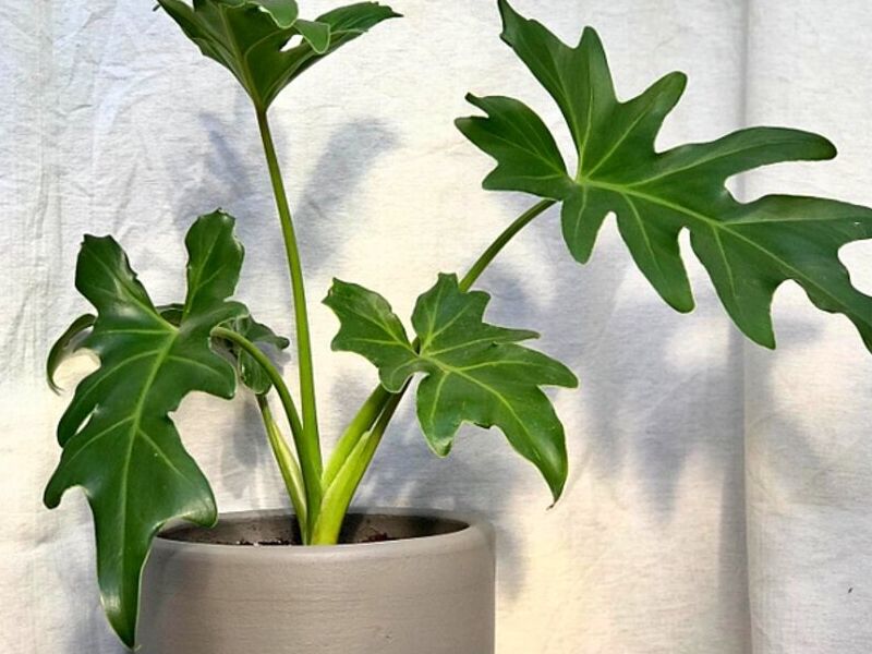 Plantas decoración interiores Iquique