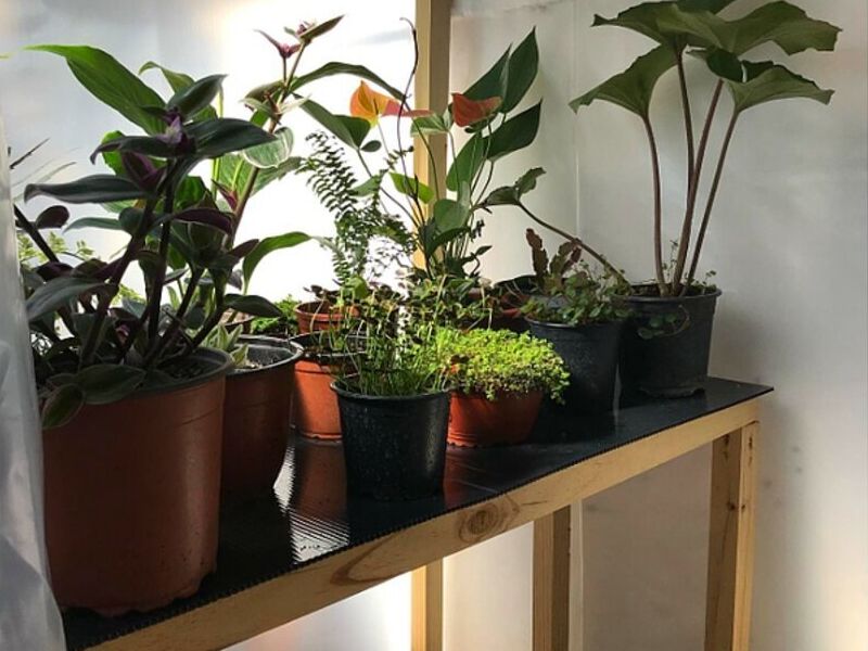 Plantas decoración interiores Calama
