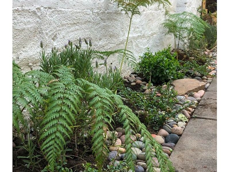 Plantas decoración interiores Rancagua