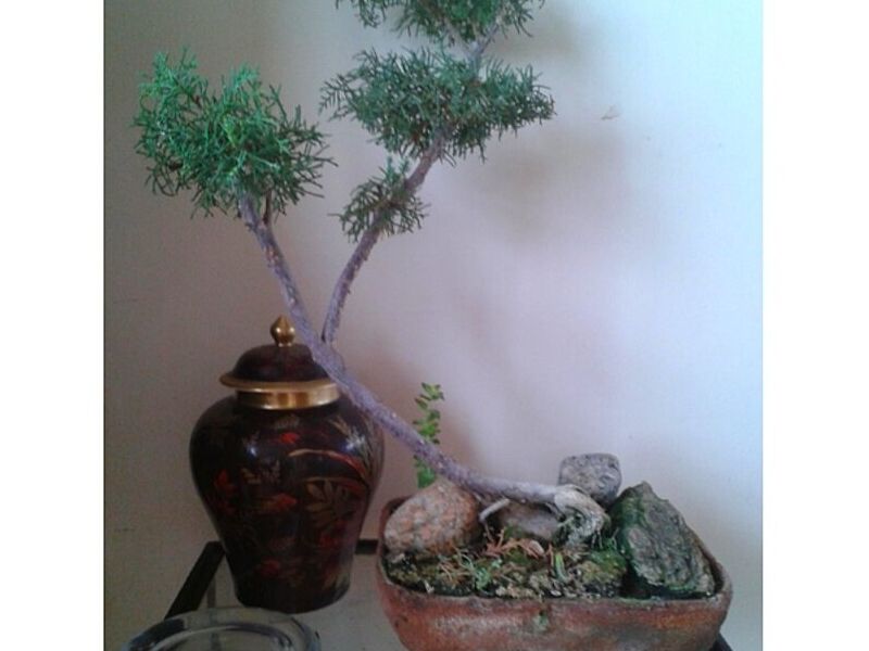 Plantas decoración interiores Punta Arenas
