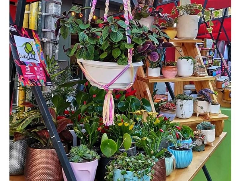 Plantas decoración interiores Puerto Natales