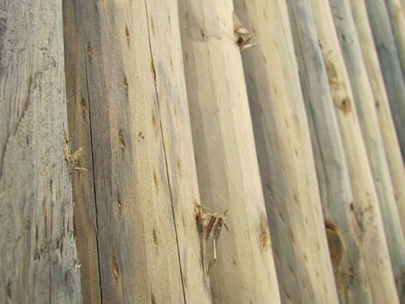 Madera Palo Chile