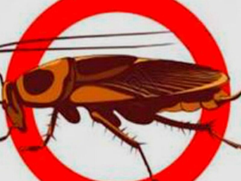 Control Insectos chile