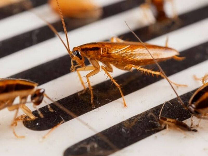 Control Insectos chile