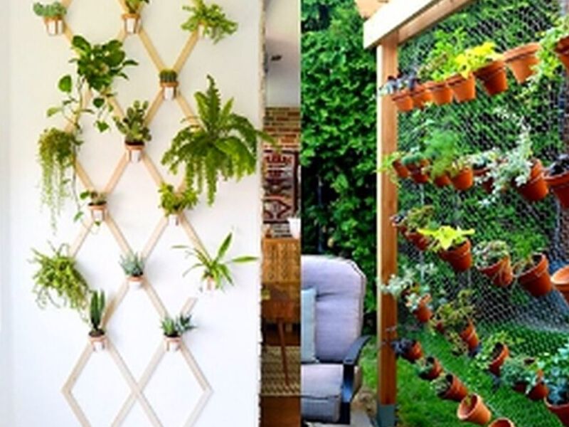 Plantas colgantes Chile