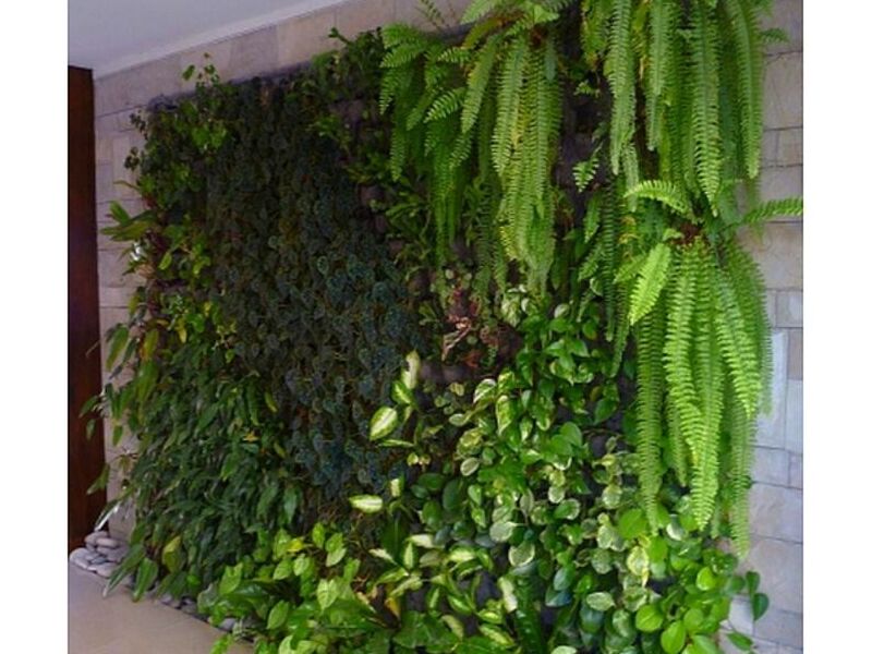 Plantas aire Chile
