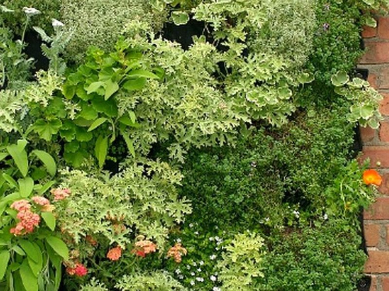 Plantas aromáticas Chile