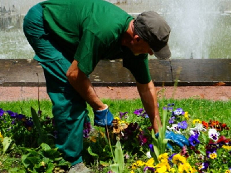 Servicio jardinería Chile