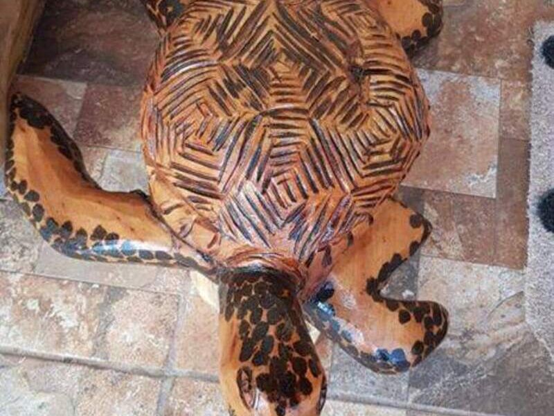 Tortuga Chile 