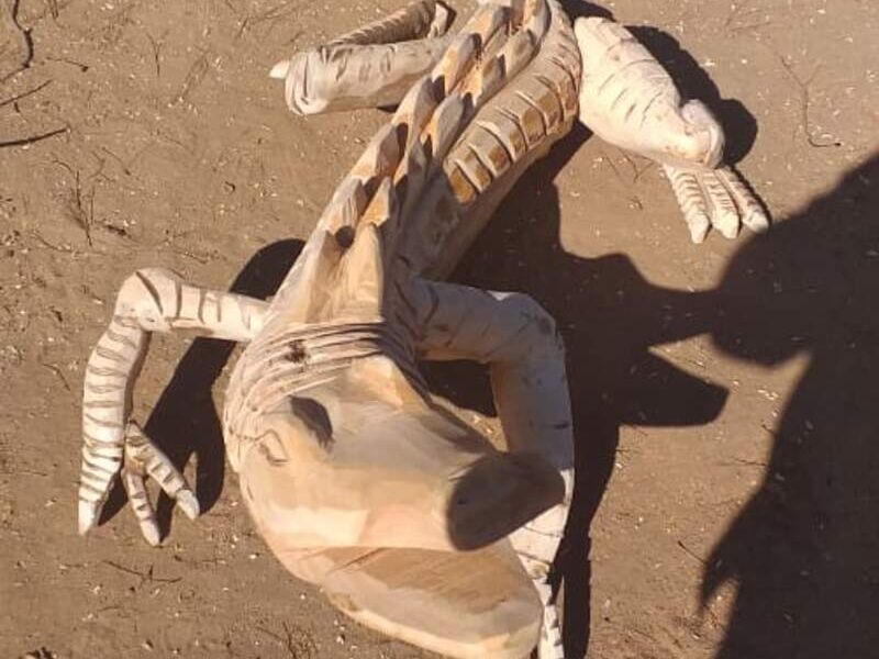 Lagarto Chile 