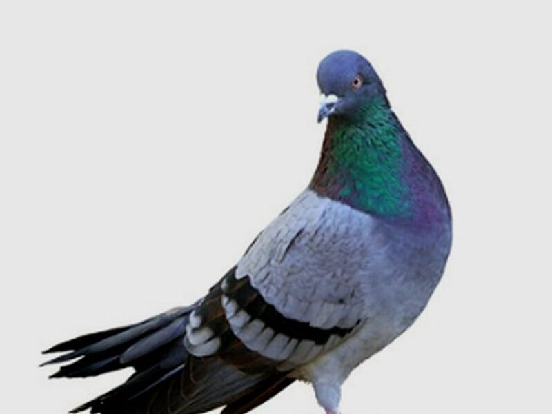 fumigación palomas chile