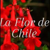 La Flor de Chile_Muebleria