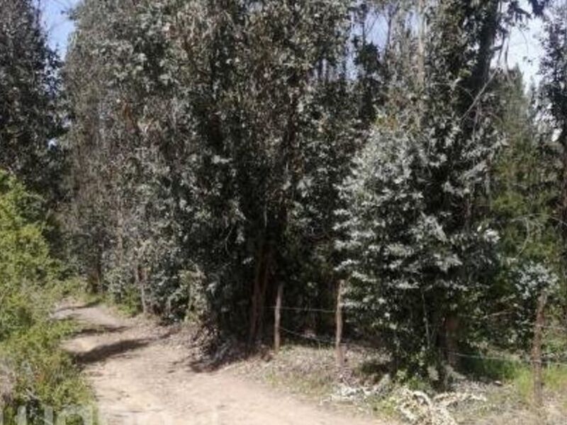 Terreno venta Juana Biobio