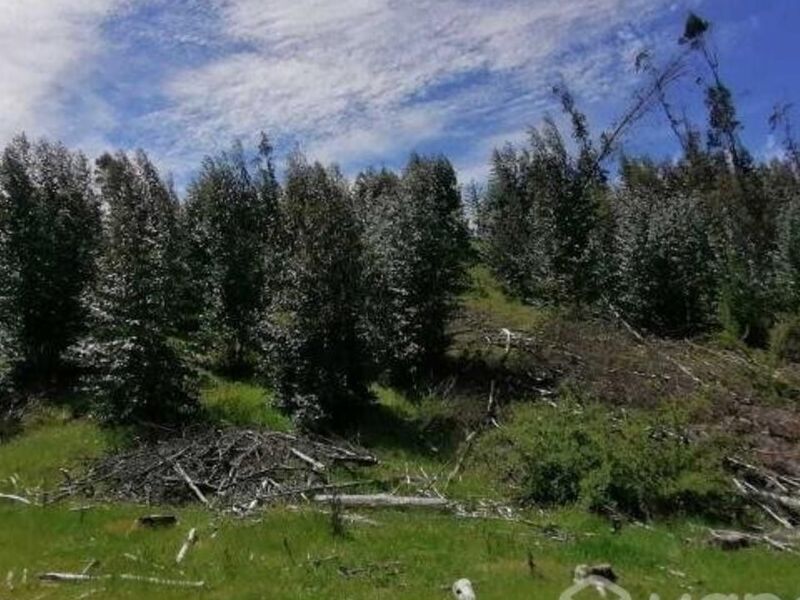 Terreno venta Jose Biobio