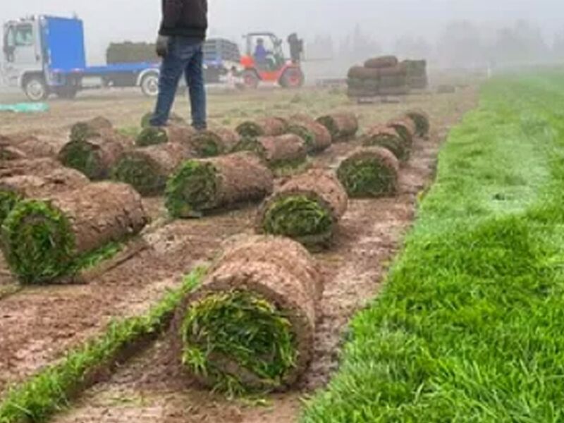 Instalación Pasto Rollo Copiapó