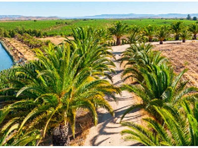 Proyecto aires Viñedo Chile