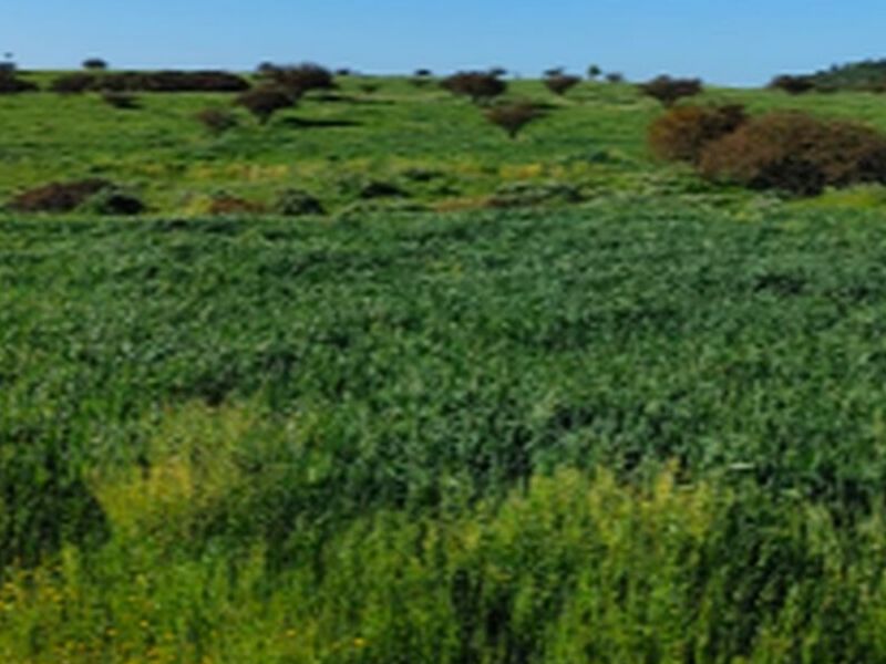 Lomas Santa Mónica Chile