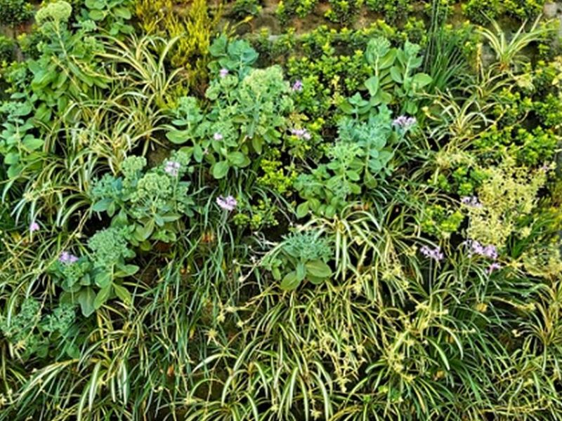 Jardines Verticales Peñalolén