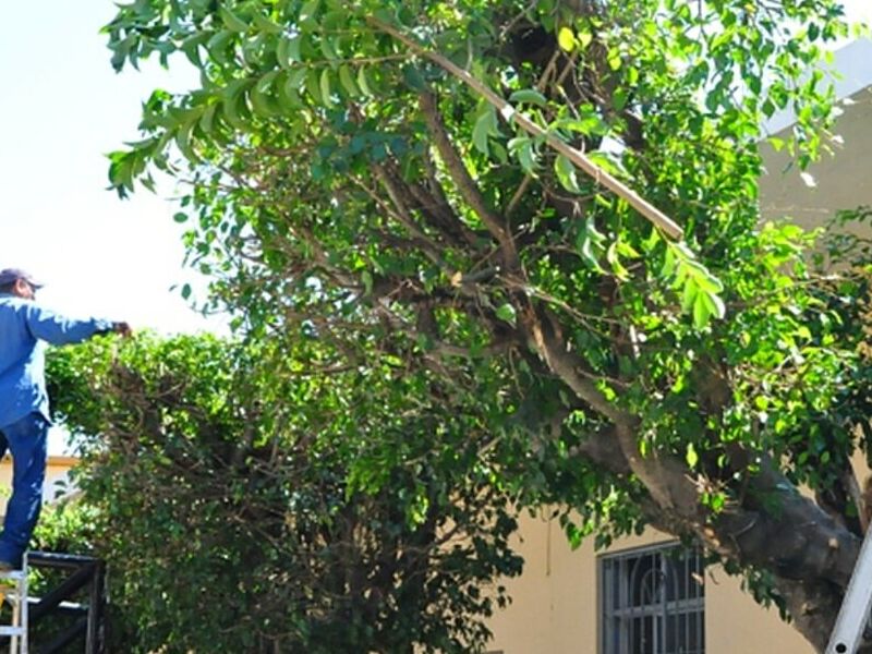 Poda Árboles Arica