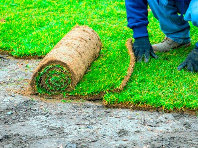 Instalación Pasto Rollo Iquique
