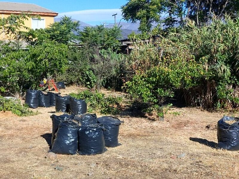 Mantención Áreas Verdes La Serena