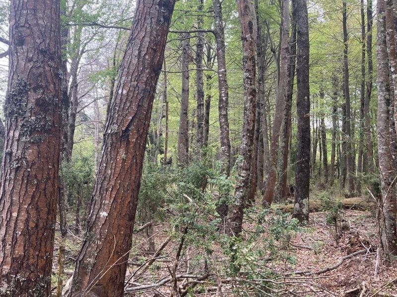 Terreno venta Curacautin Temuco
