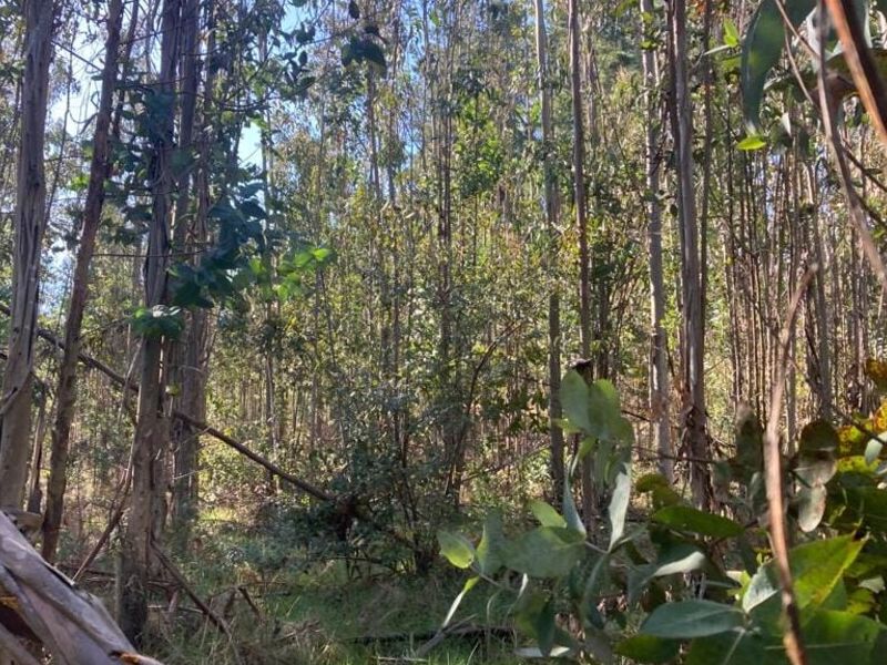 Terreno venta  Orilla Temuco