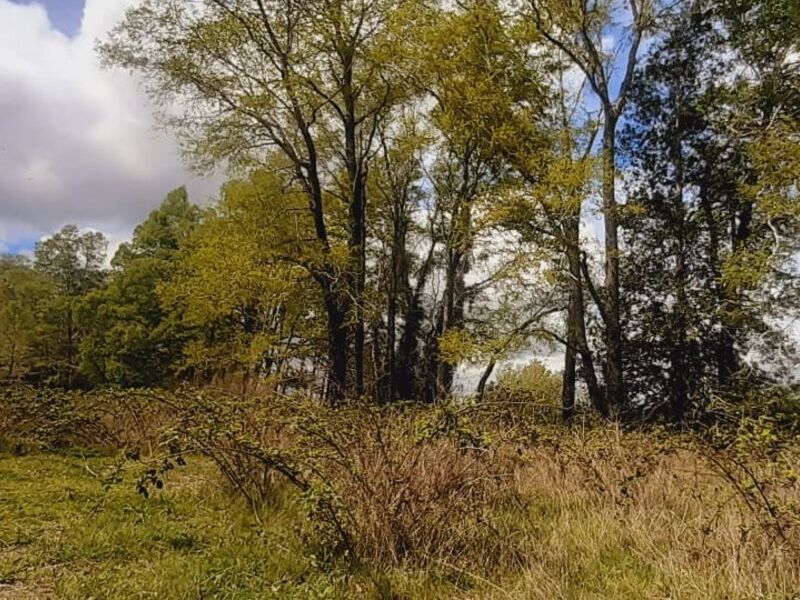 Terreno venta Nueva Temuco