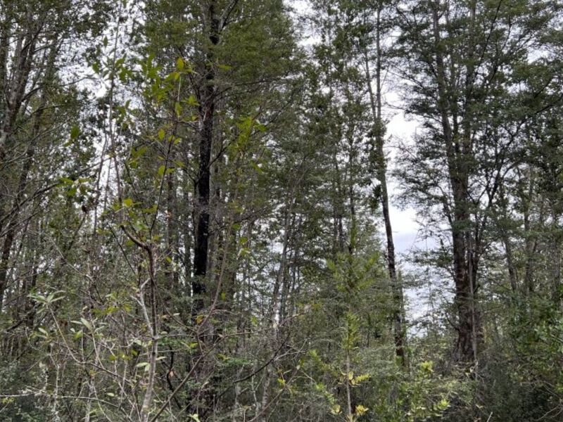 Terreno venta Ensenada  Montt