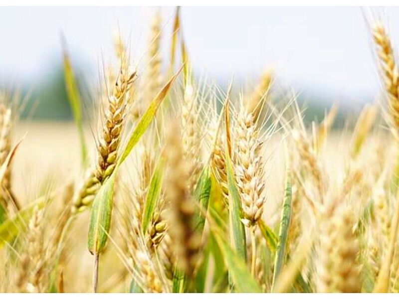 ALIMENTOS BEBIDAS ARICA 