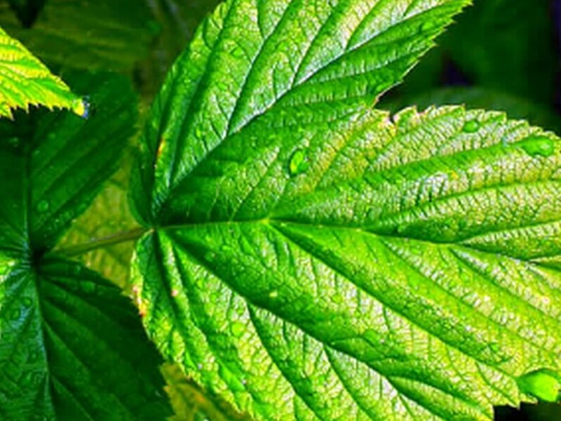Mantención Áreas Verdes Calama